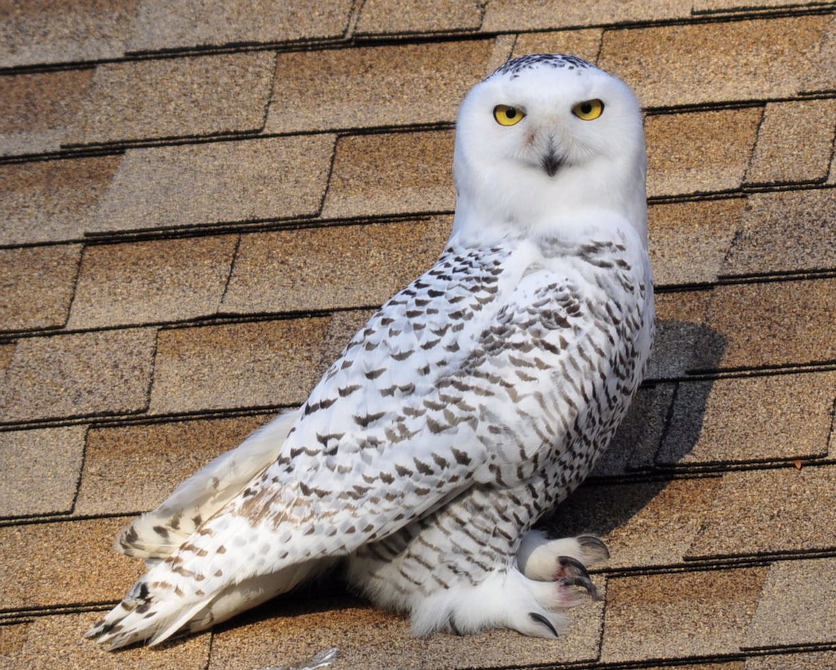 Snowy Owl - ML153959331