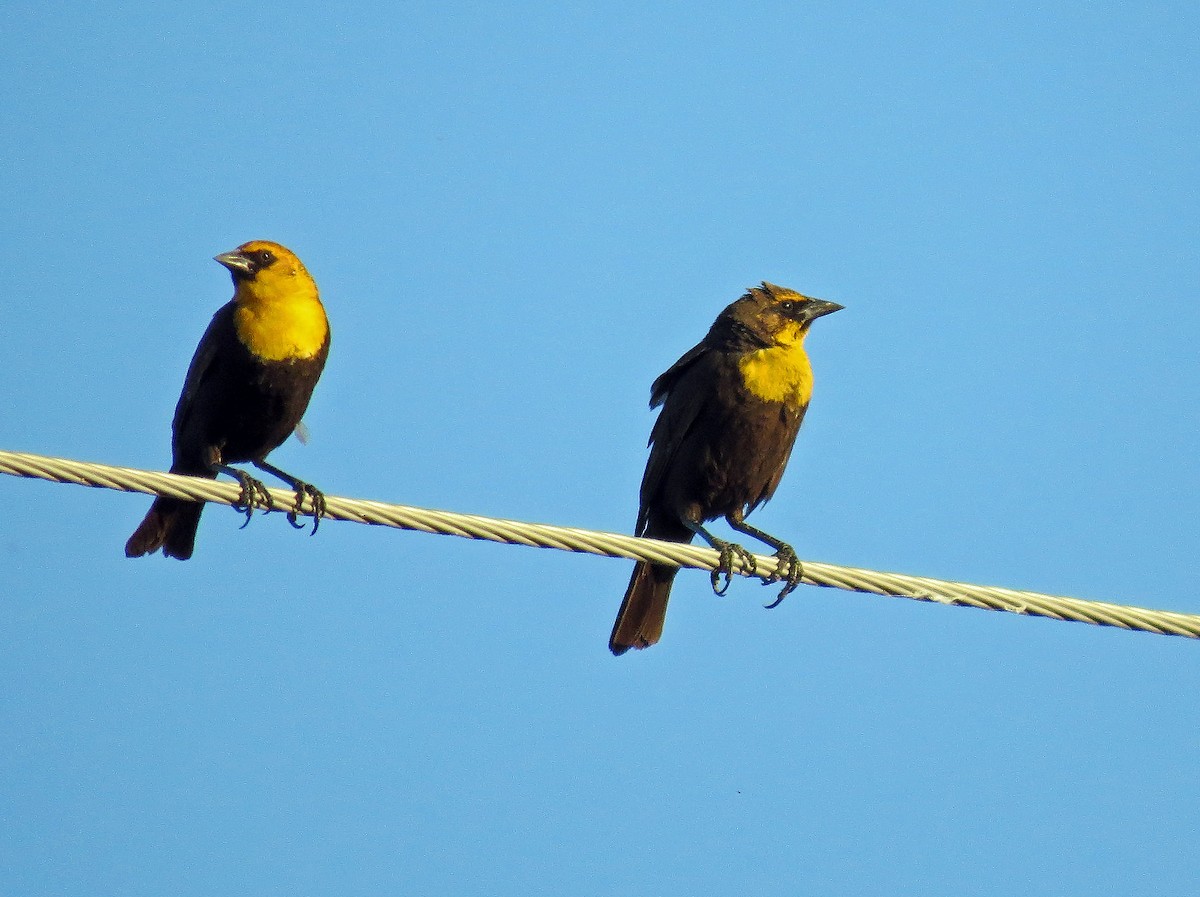 Yellow-headed Blackbird - David Pearson