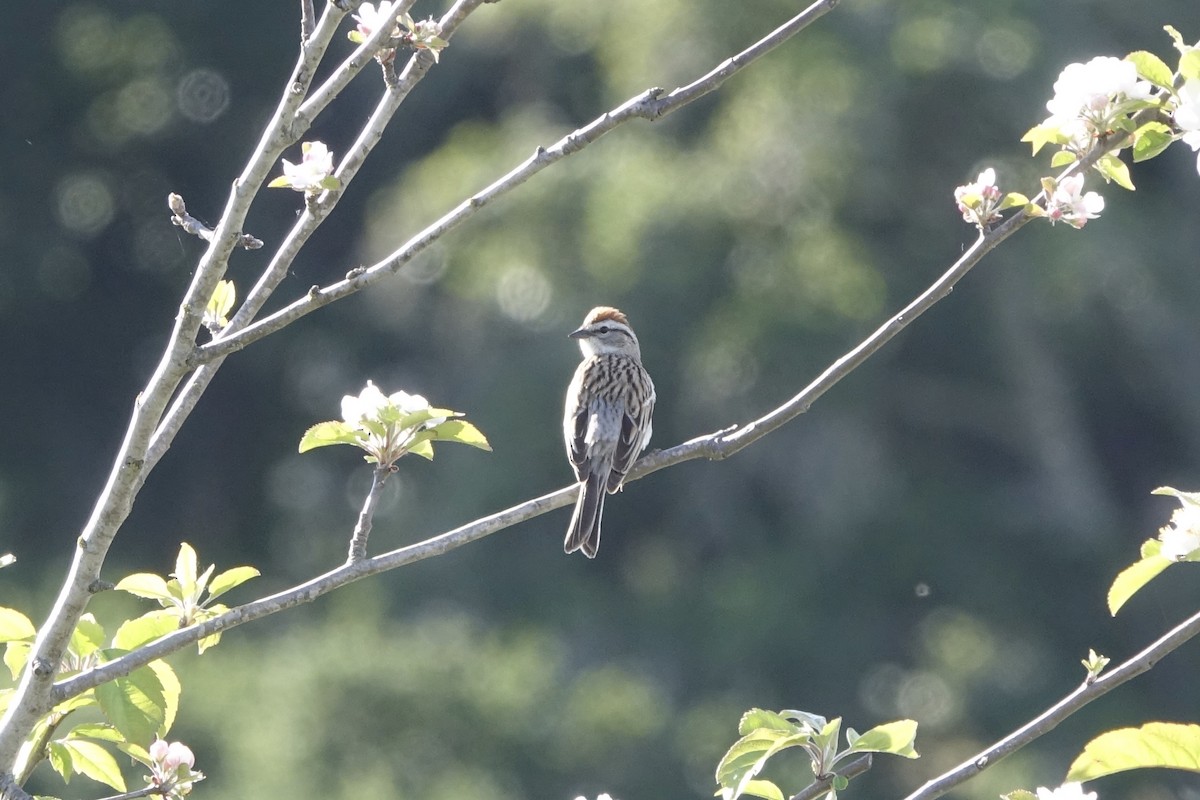 Chipping Sparrow - ML153961501