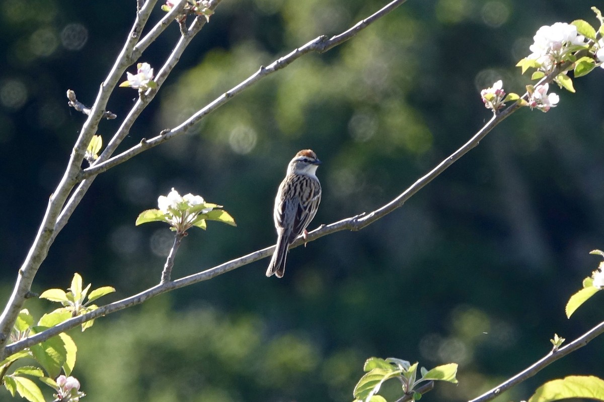 Chipping Sparrow - ML153961511