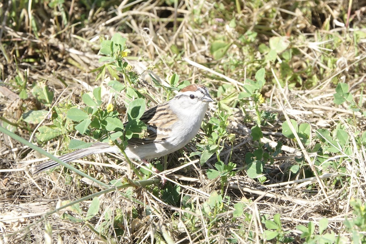 Chipping Sparrow - ML153961521