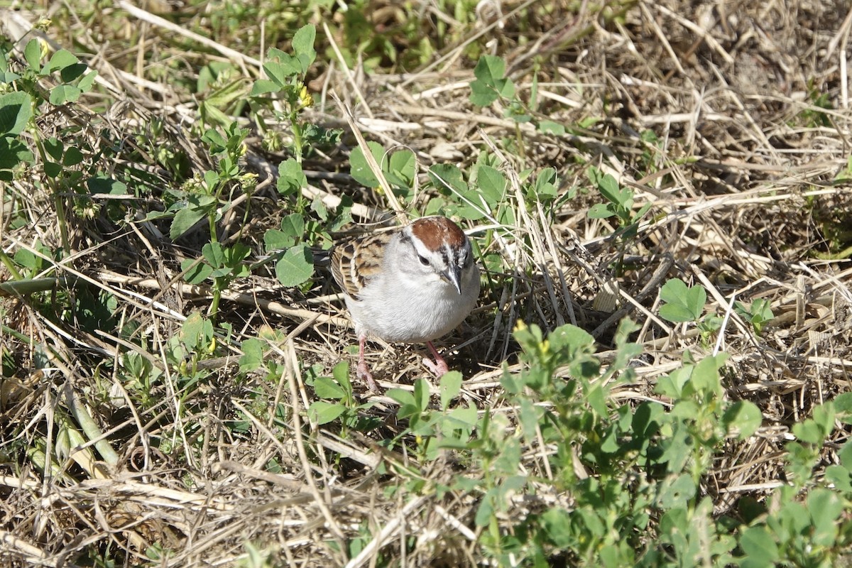 Chipping Sparrow - ML153961531