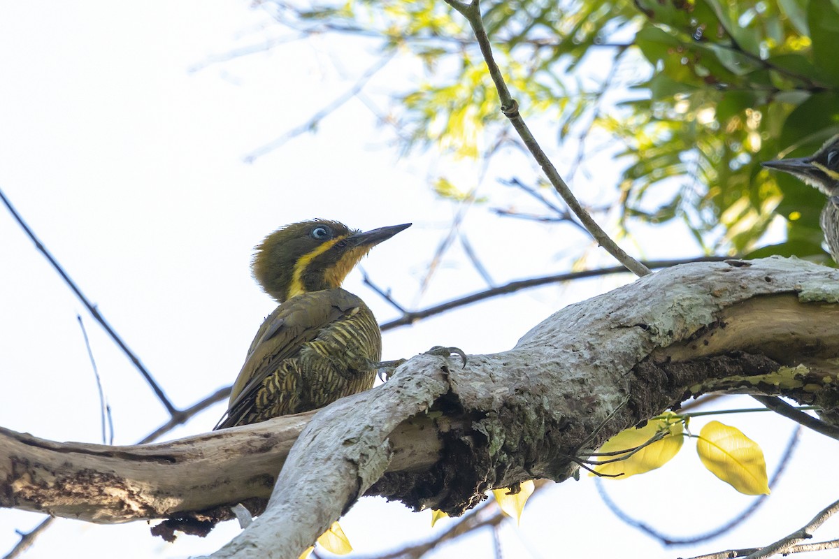 Golden-green Woodpecker (Atlantic) - ML153961751