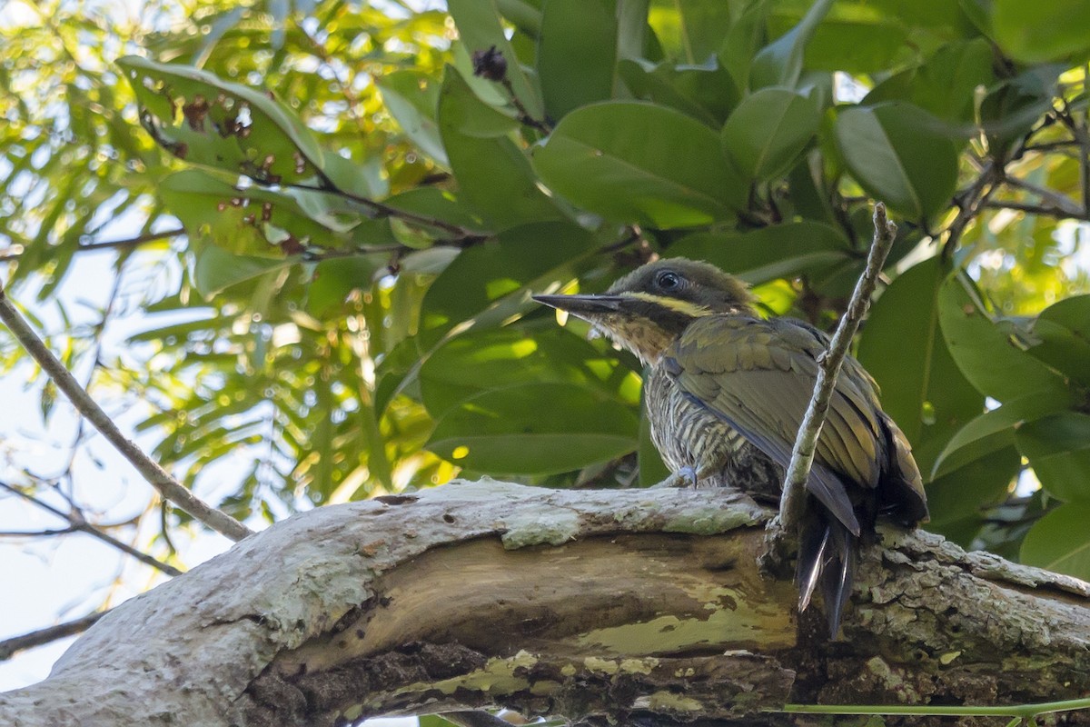 Golden-green Woodpecker (Atlantic) - ML153961801