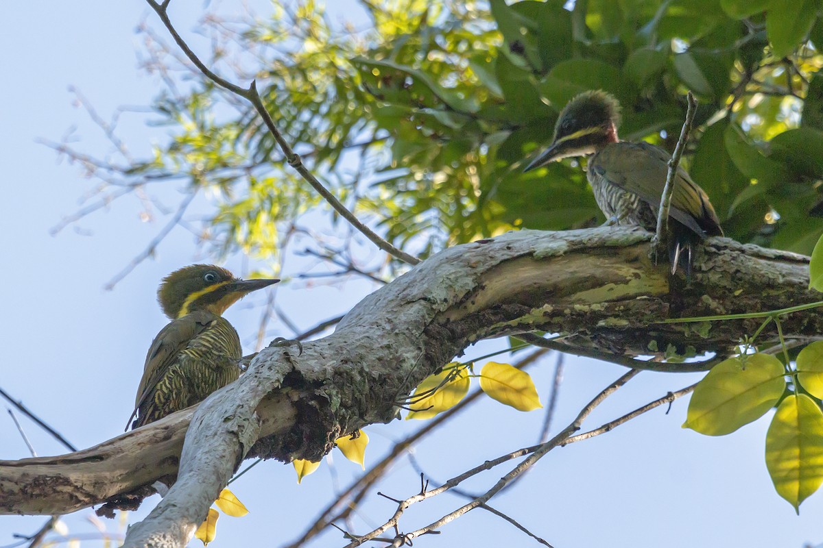 Golden-green Woodpecker (Atlantic) - ML153961841