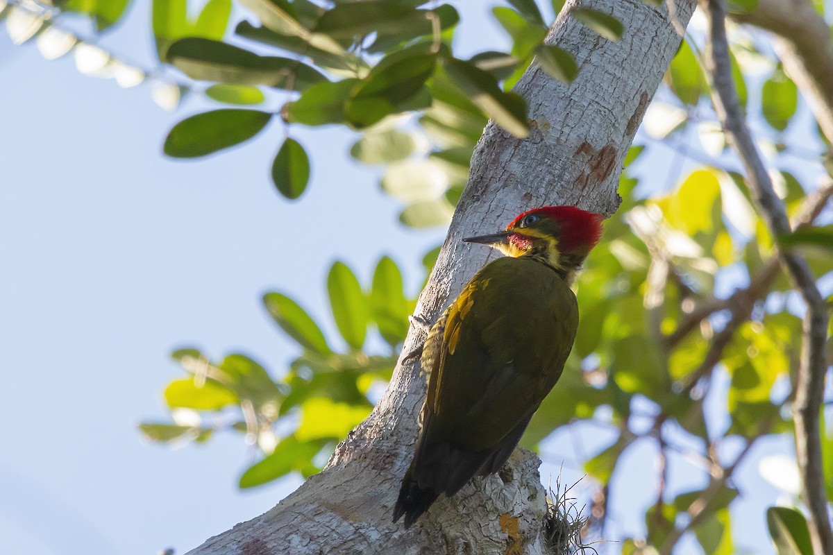 Golden-green Woodpecker (Atlantic) - ML153969271