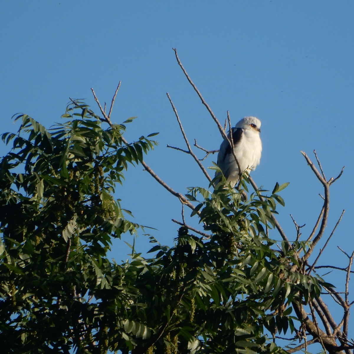 White-tailed Kite - ML153970091