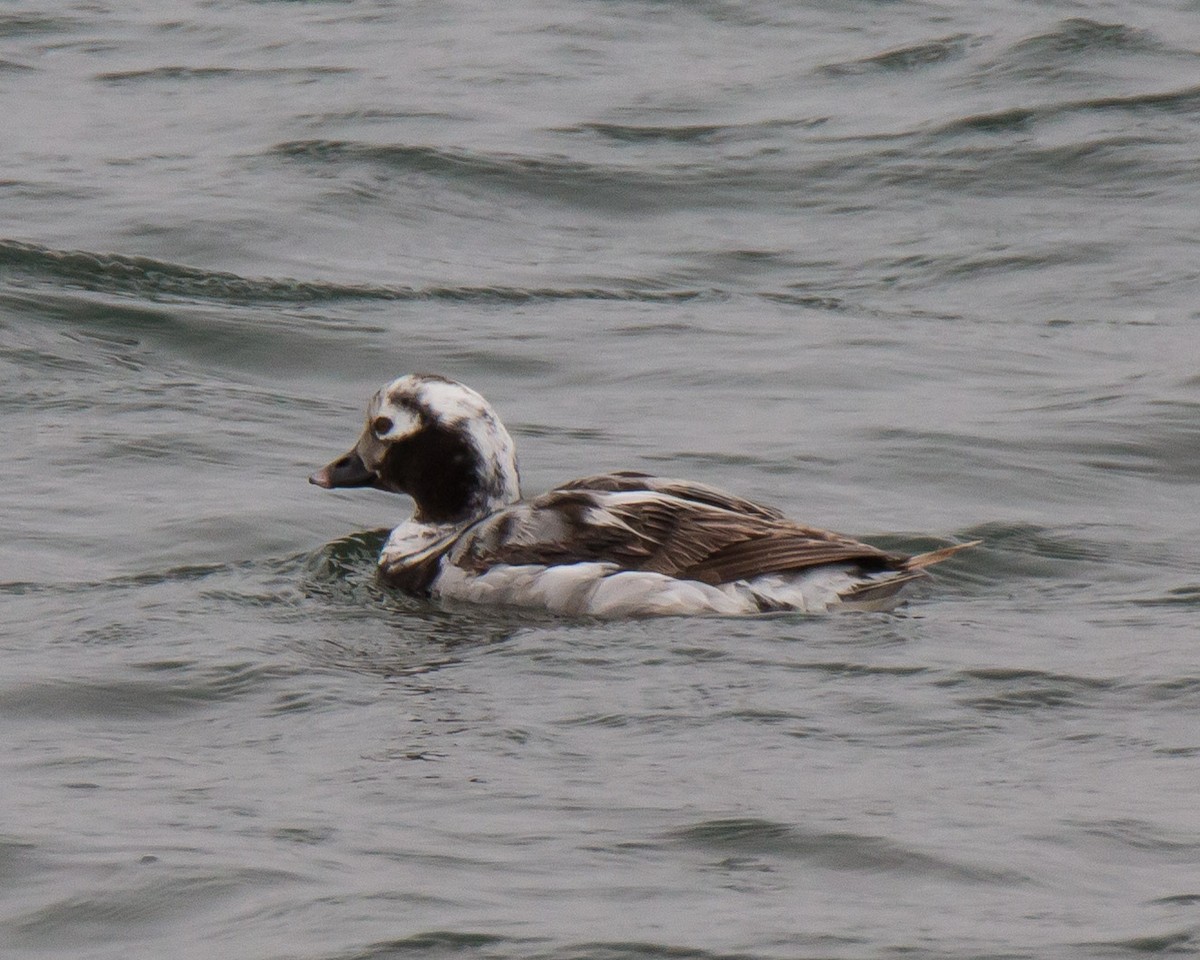 Long-tailed Duck - David Phillips