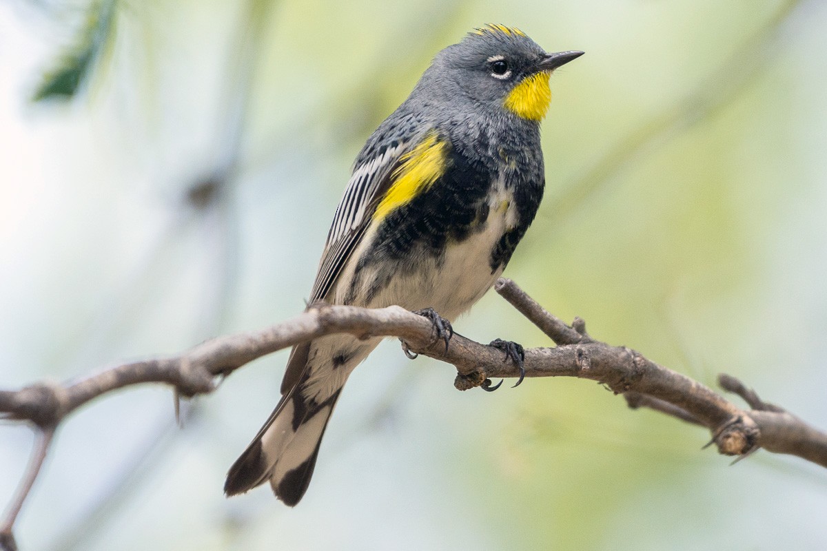 Yellow-rumped Warbler (Audubon's) - Juan Miguel Artigas Azas