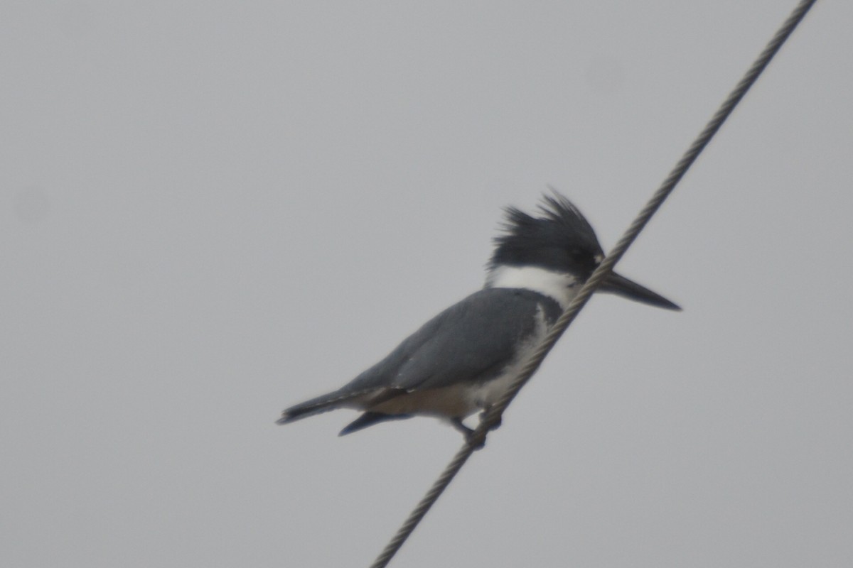 Belted Kingfisher - ML153979201