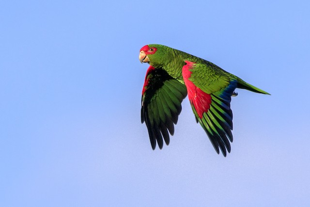 Red-spectacled Parrot eBird