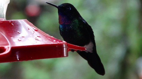 kolibřík turmalinový - ML153988141