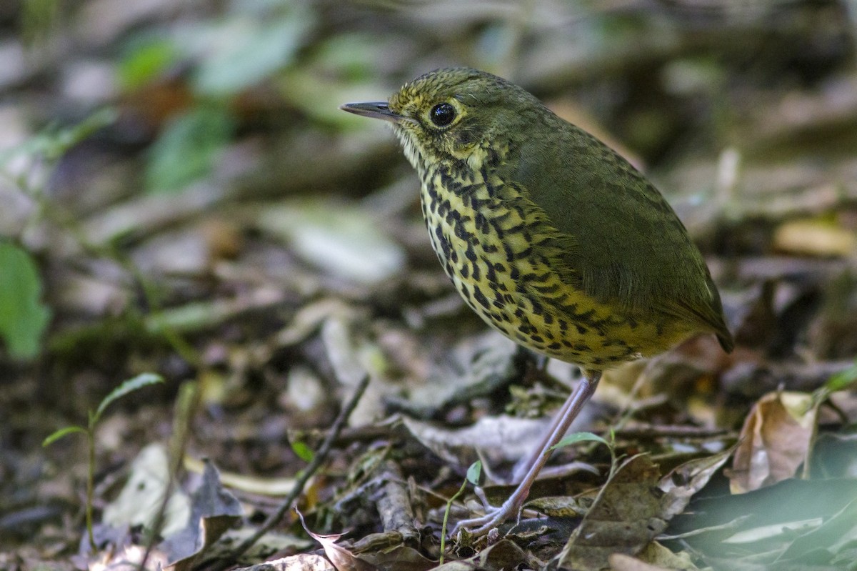 Speckle-breasted Antpitta - ML153988731