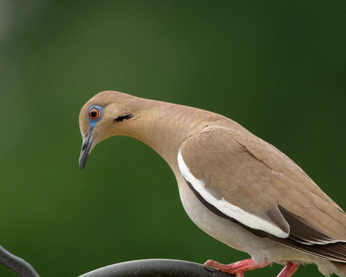 White-winged Dove - Court Harding