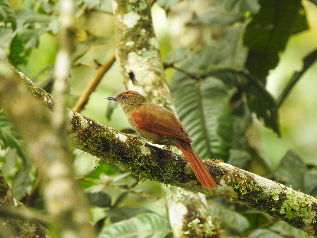 Ash-browed Spinetail - ML153993221