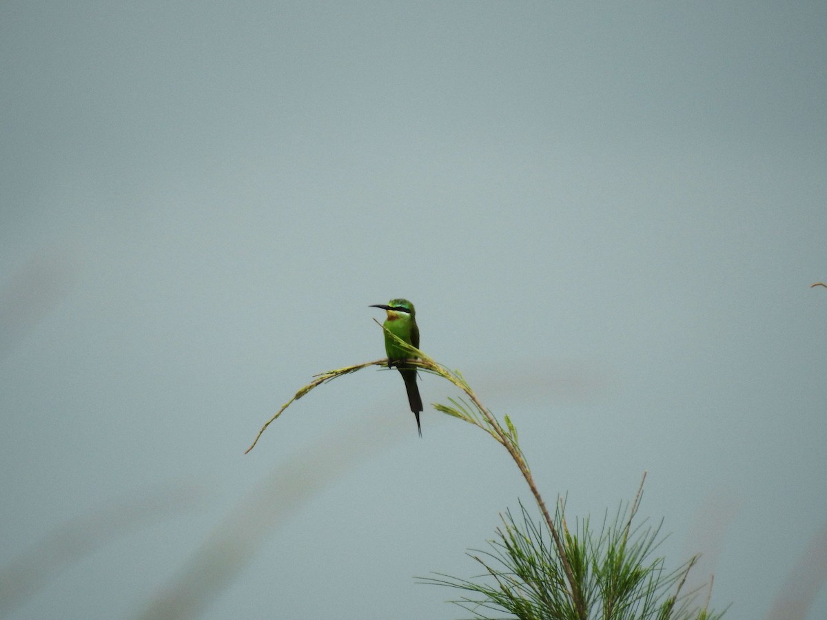 Blue-cheeked Bee-eater - ML153993951
