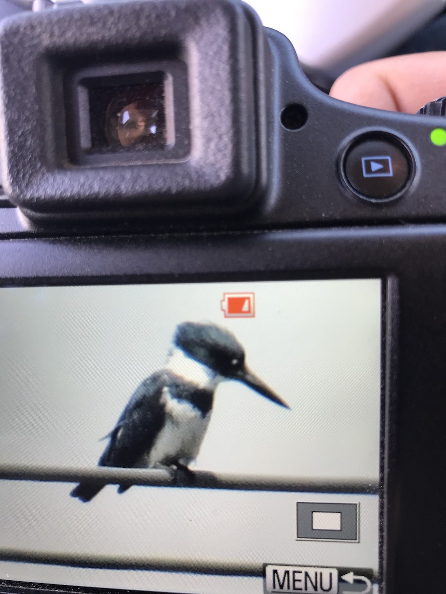 Belted Kingfisher - ML153995291