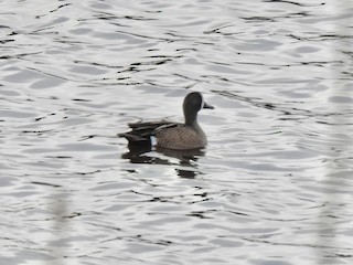 Blue-winged Teal, ML153997641