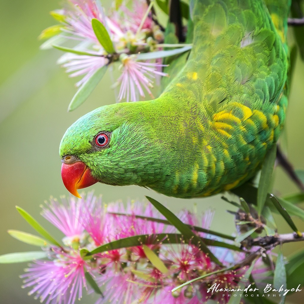 Scaly-breasted Lorikeet - Alexander Babych