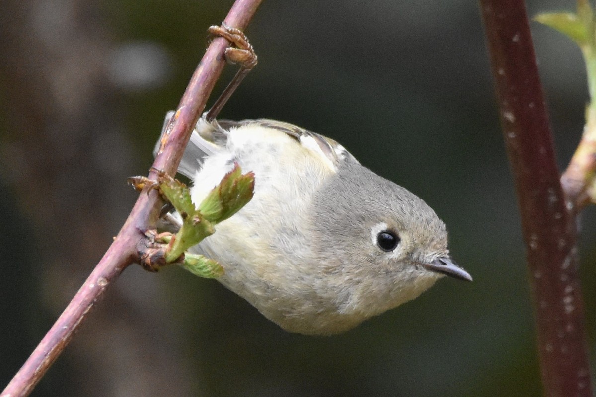 Ruby-crowned Kinglet - Timothy Carstens
