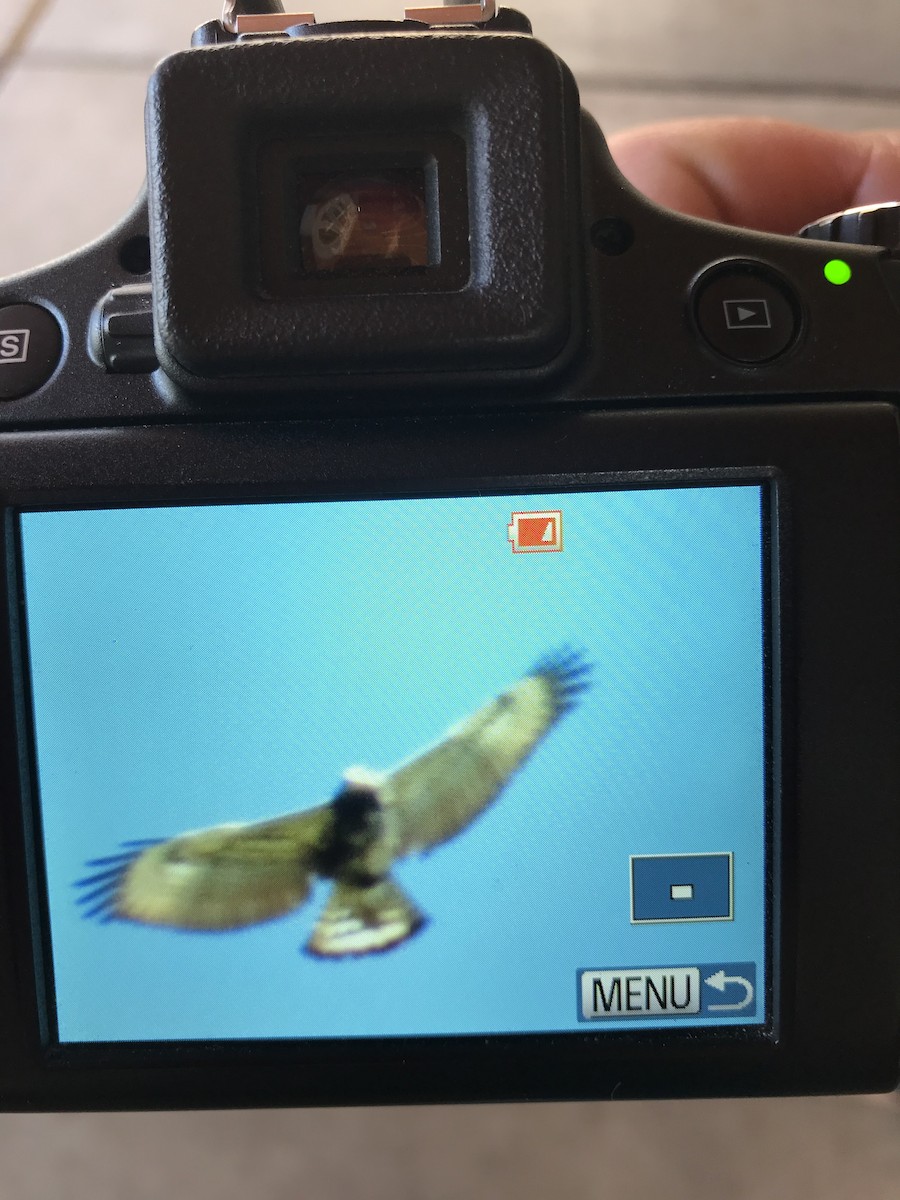 Buteo sp. - Anonymous
