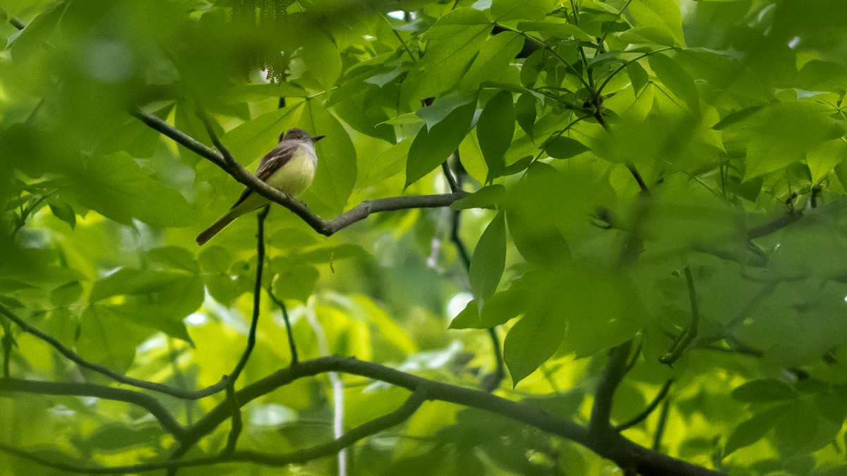 Great Crested Flycatcher - Todd Kiraly