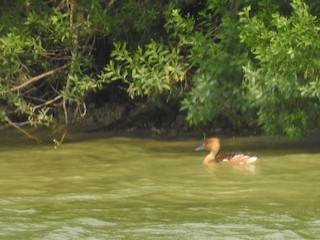 Fulvous Whistling-Duck, ML154013241