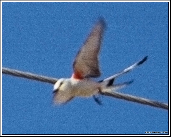 Scissor-tailed Flycatcher - Alison Sheehey