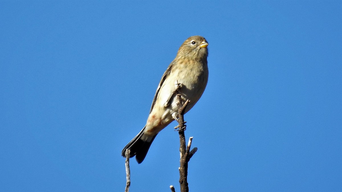 Band-tailed Seedeater - ML154015601