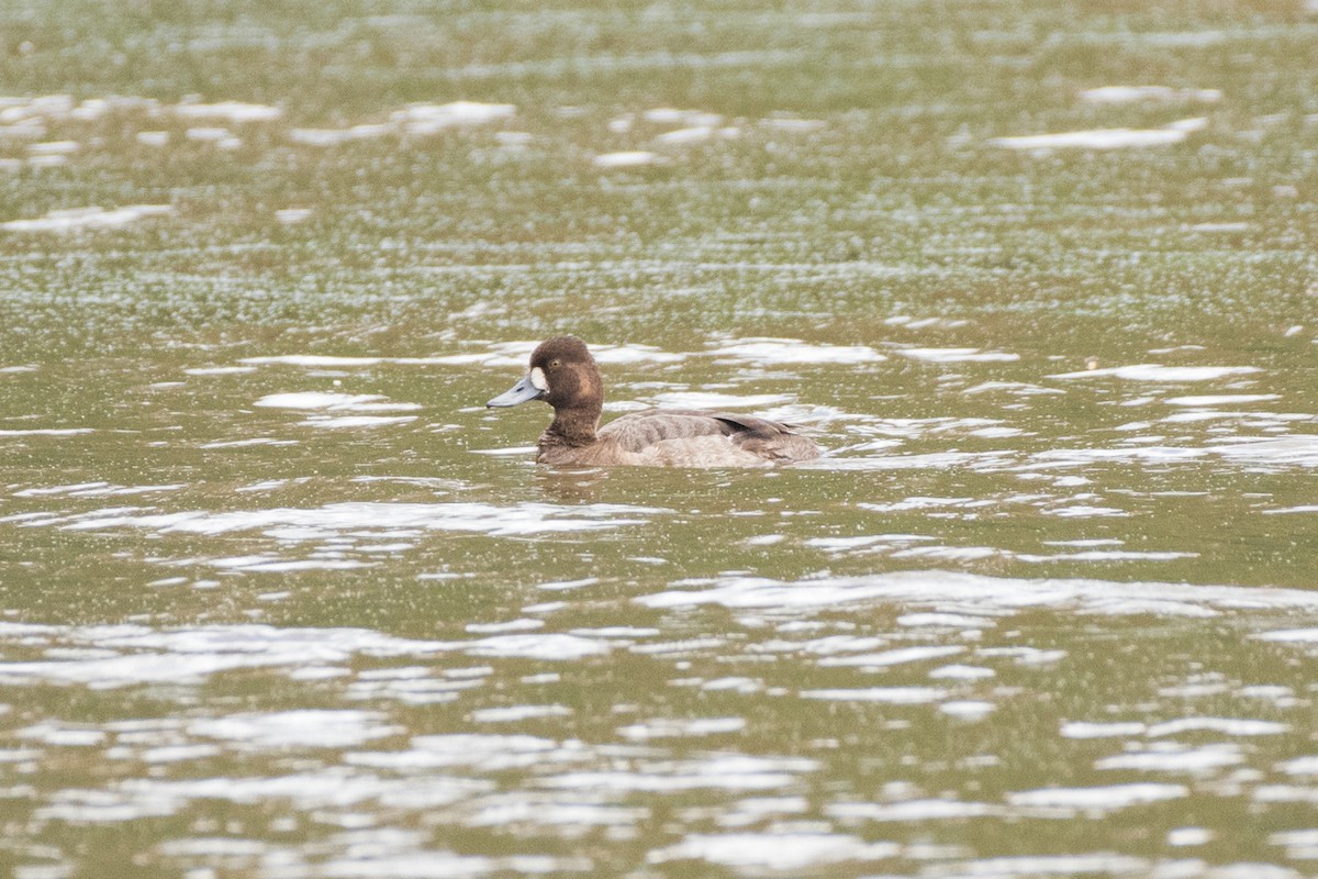 Greater/Lesser Scaup - ML154016411