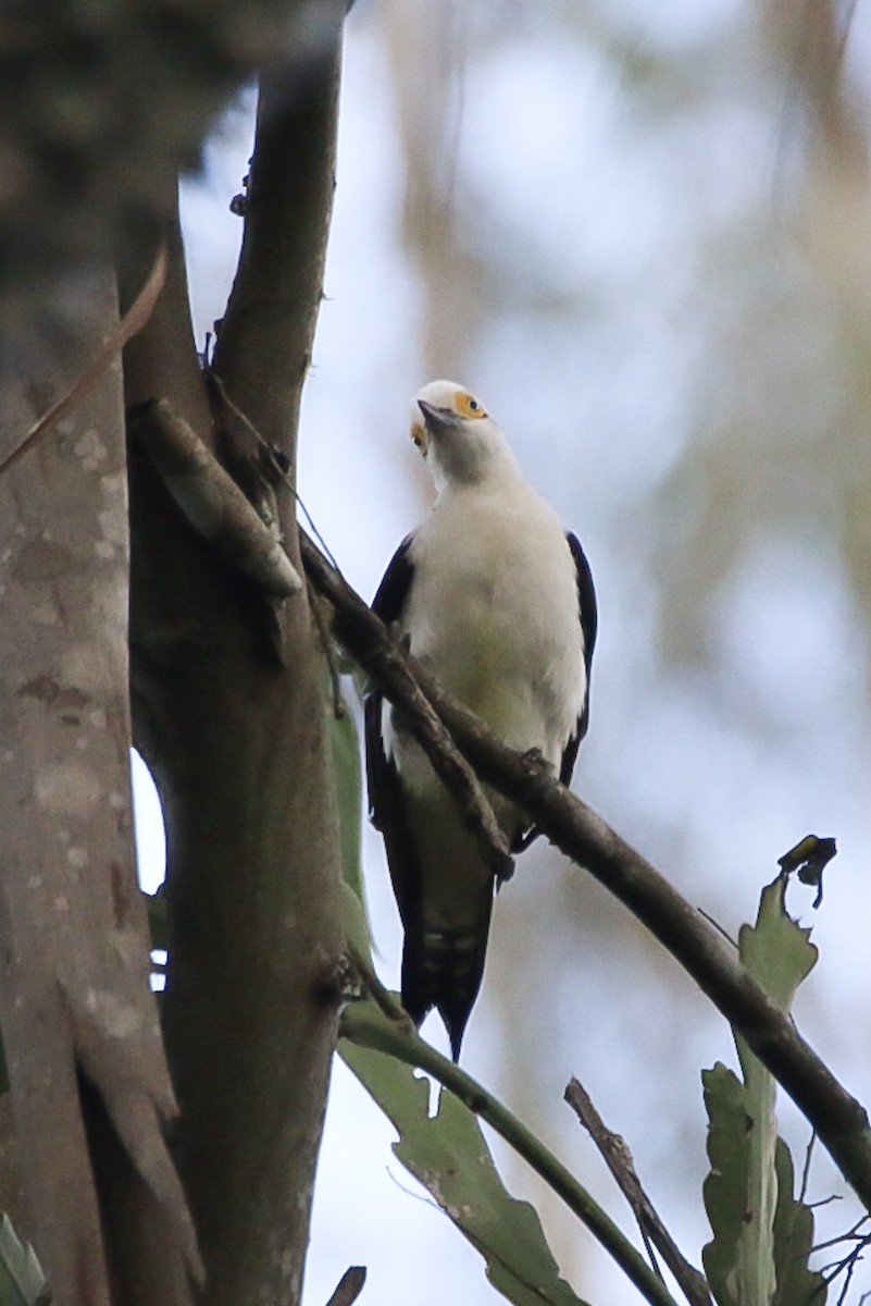 White Woodpecker - ML154018801