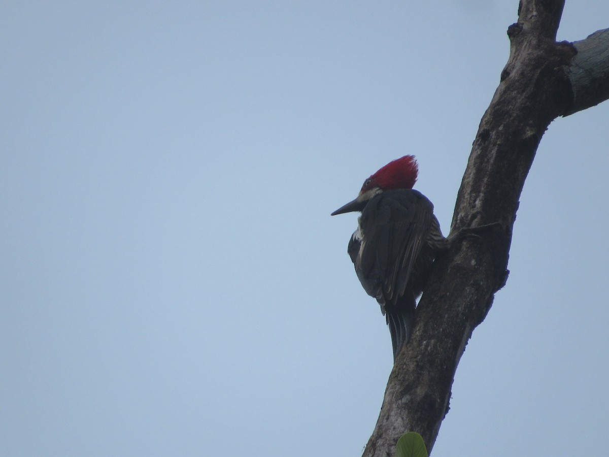 Guayaquil Woodpecker - Rafael Ferro