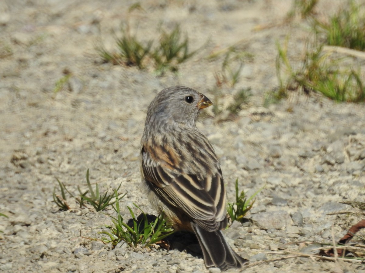 Plain-colored Seedeater - Pablo Mealla