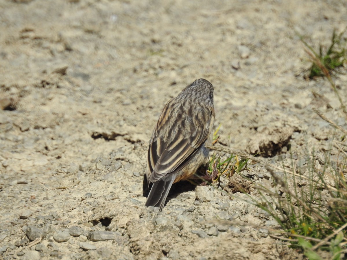 Plain-colored Seedeater - ML154025161