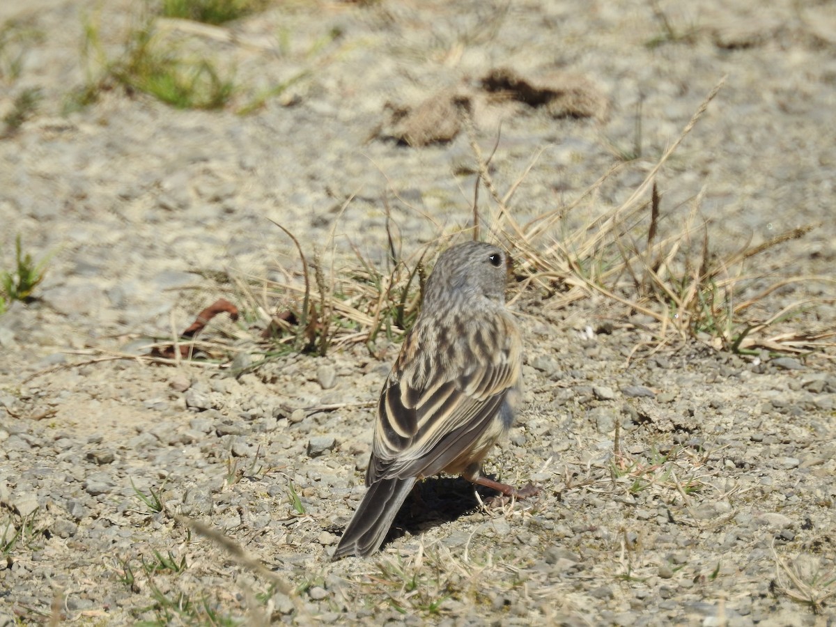 Plain-colored Seedeater - ML154025171