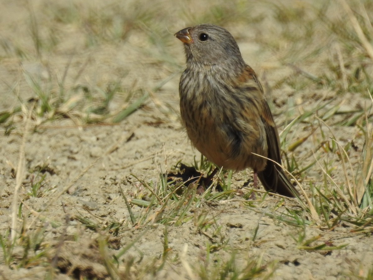 Plain-colored Seedeater - ML154025181