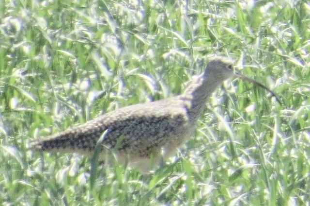 Long-billed Curlew - ML154025821