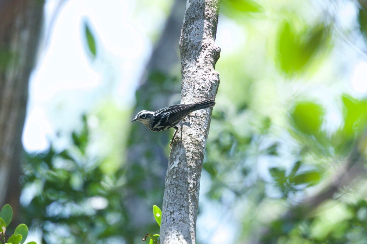 Black-and-white Warbler - ML154026561