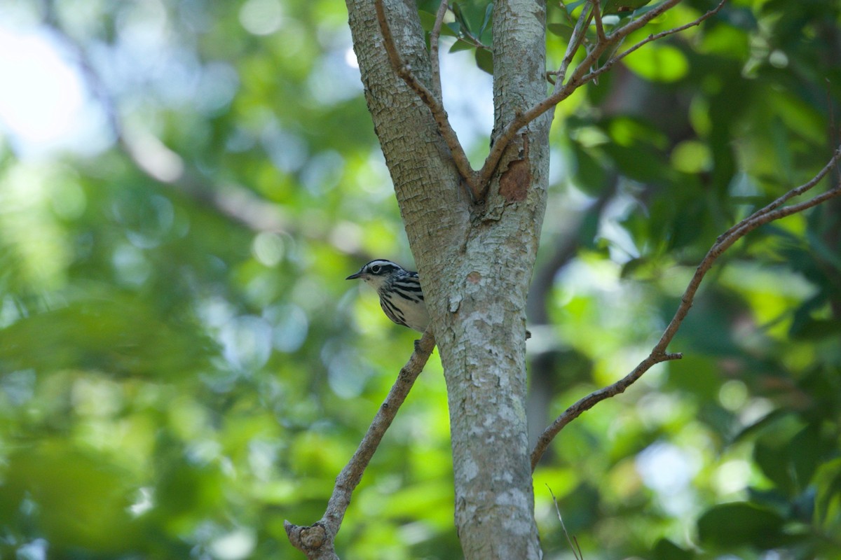 Black-and-white Warbler - ML154026571