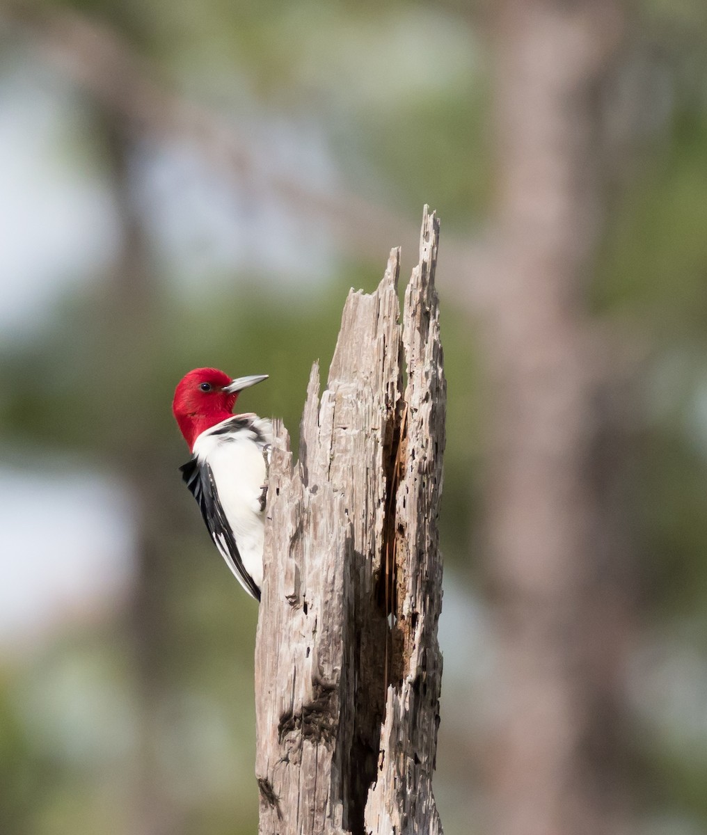 Red-headed Woodpecker - Steve Wickliffe