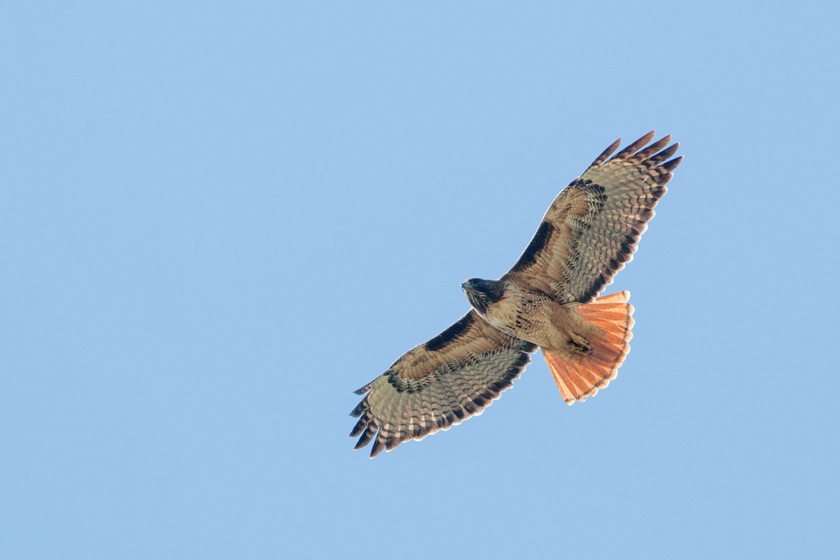 Red-tailed Hawk - Tanner Martin