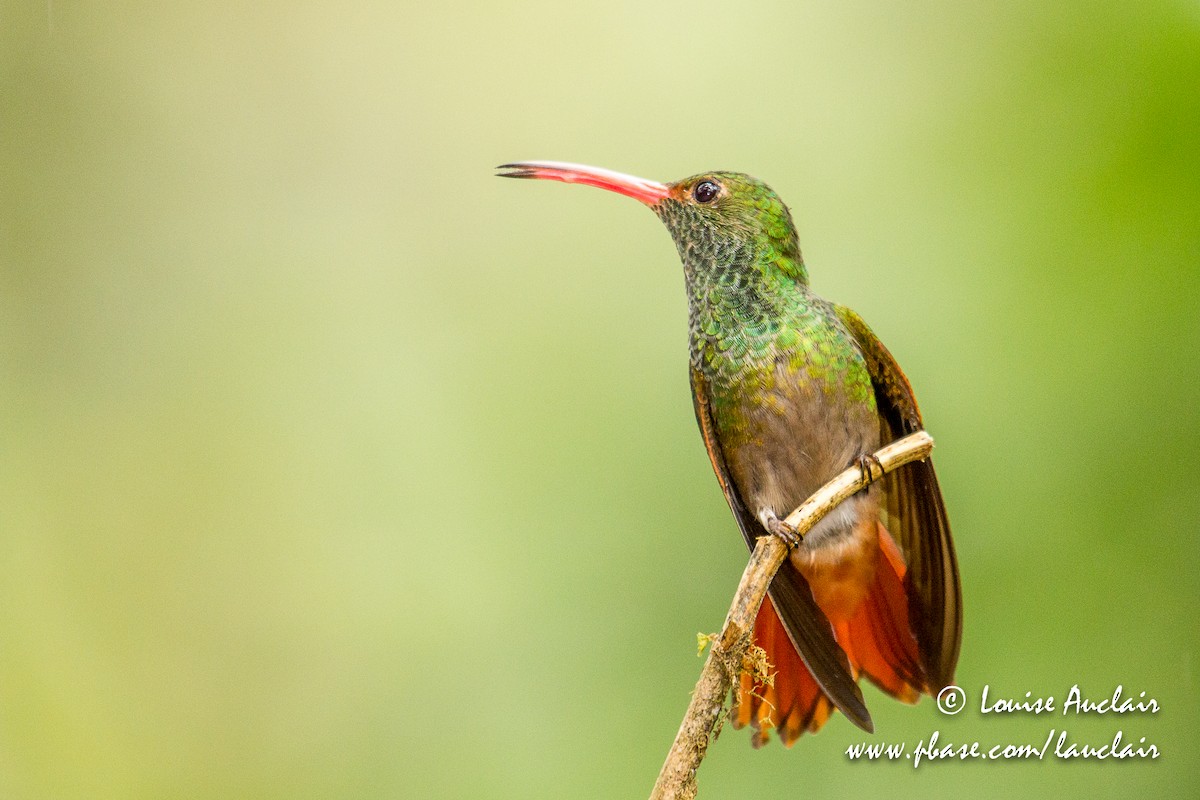 Rufous-tailed Hummingbird - ML154035251