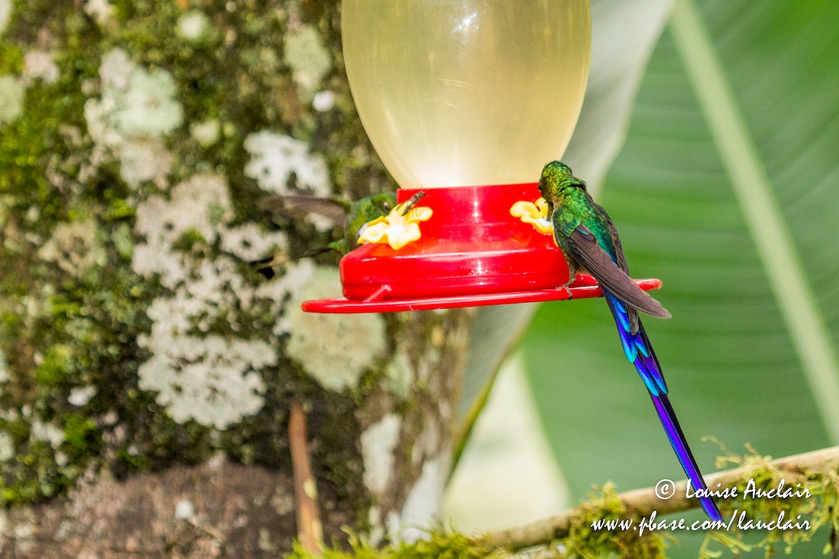 Violet-tailed Sylph - ML154036321