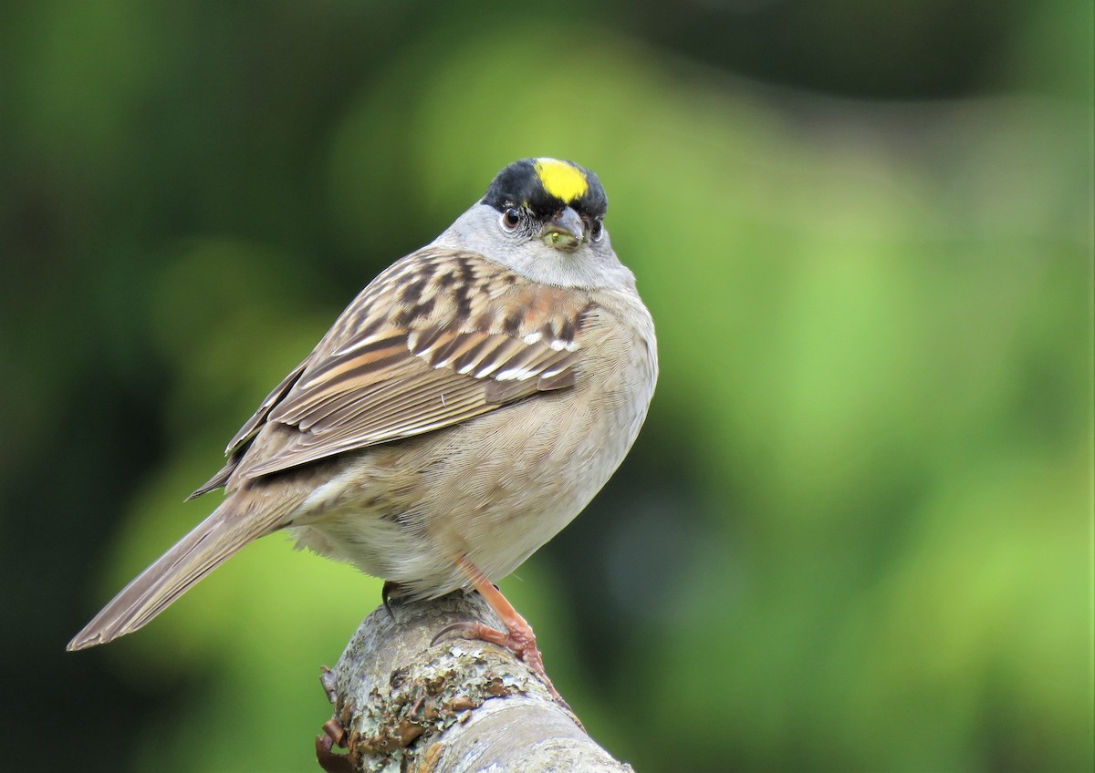 Golden-crowned Sparrow - ML154037501