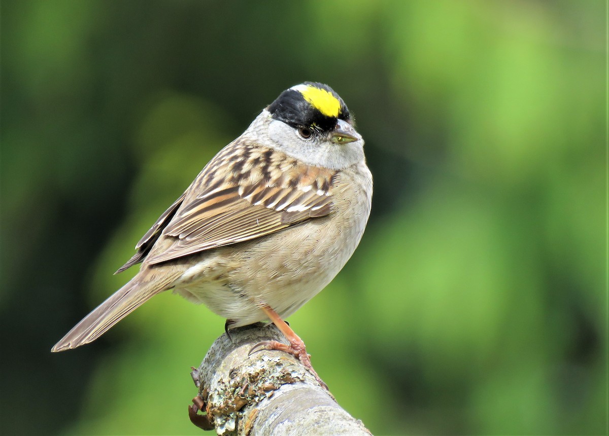 Golden-crowned Sparrow - ML154037561