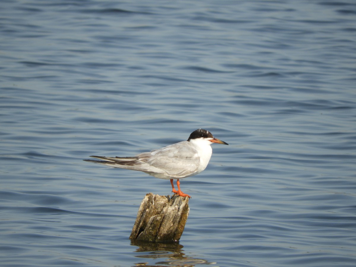 Common Tern - Ray Wershler