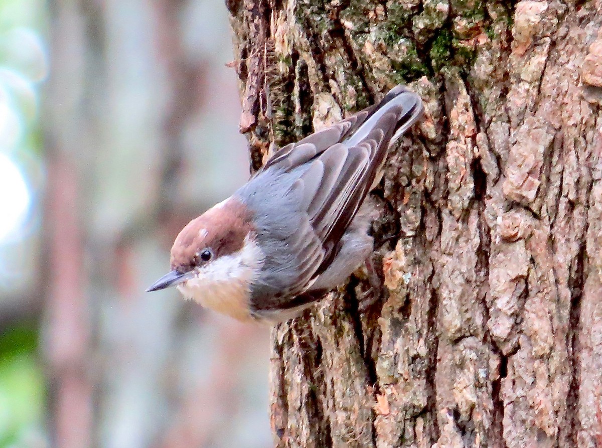 Brown-headed Nuthatch - ML154039361