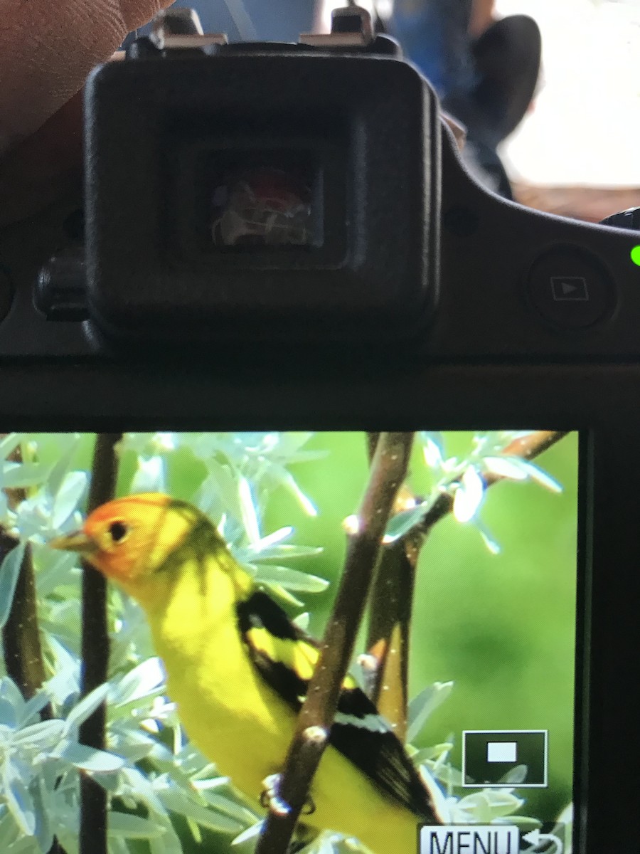 Western Tanager - ML154039401