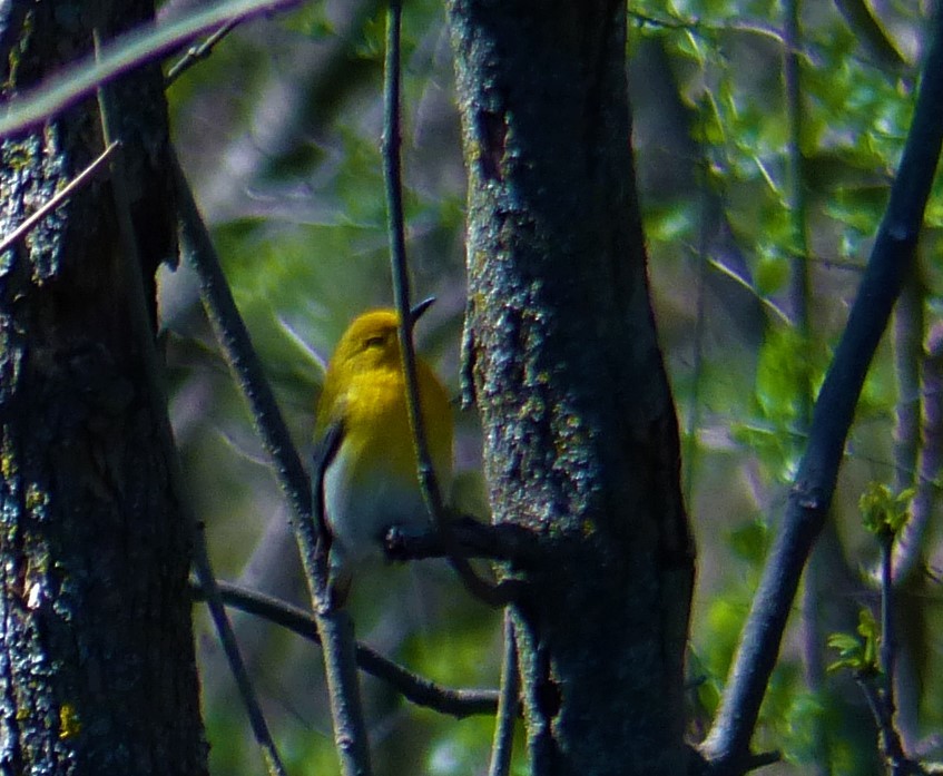 Prothonotary Warbler - Joan Campbell