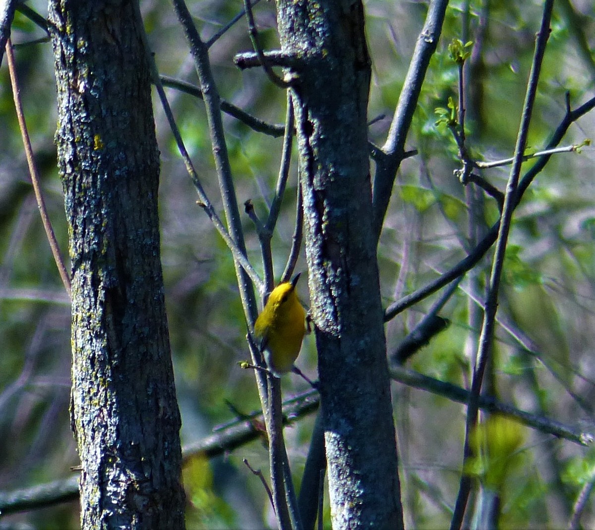 Prothonotary Warbler - ML154044871